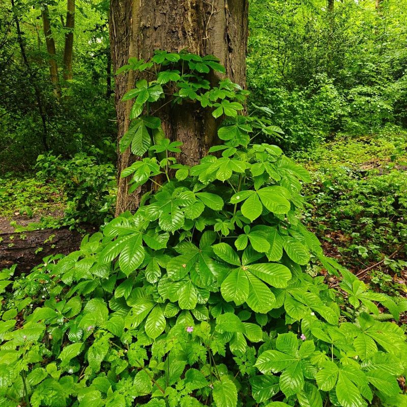 Jonge kastanjebladeren rond een boomstam in het bos